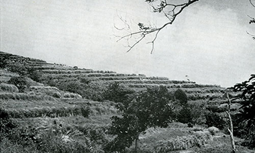 Bayfords Estate, St. Kitts Bayfords Estate, St. Kitts